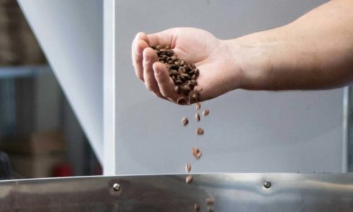 Control by hand of the freshly roasted coffee beans